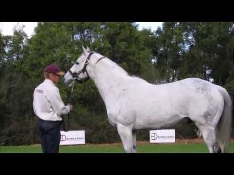 Bombora Downs Stallion Parade 2016 - Jungle Ruler