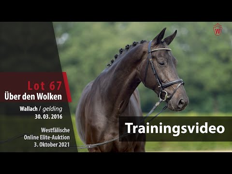 62. Elite-Auktion Training Lot 67 Über den Wolken v. United Touch S/Landor S