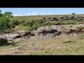 Leopard Hunting Wildebeest