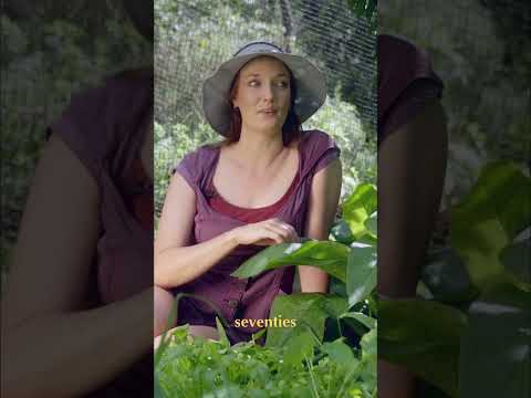 True Comfrey vs Russian Comfrey HOW TO TELL
