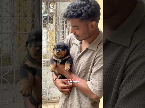 Quality Rottweiler Pup In Bhopal | Rajendra Kennel #dogsofinstagram