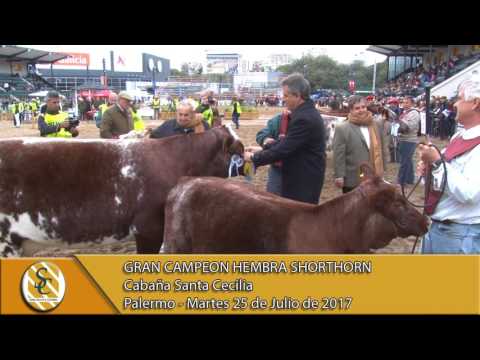 25-07-17 Jura Shorthorn Hembra - Palermo