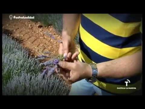 Fotograma del vídeo: Cultivo de lavanda en Brihuega