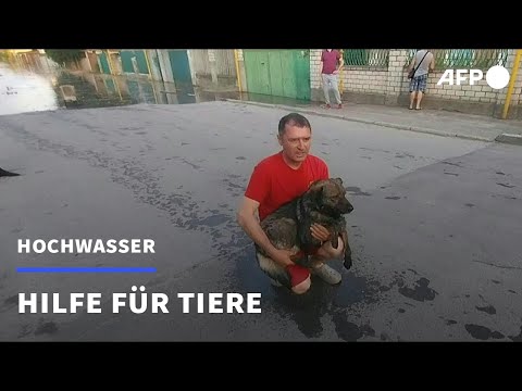 Helfer retten Tiere aus Hochwasser-Region in der Ukraine | AFP