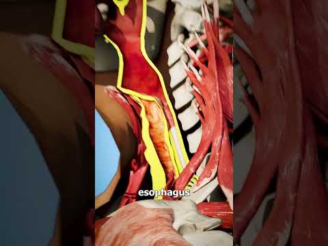 Food Through Your Nose👃(explained)