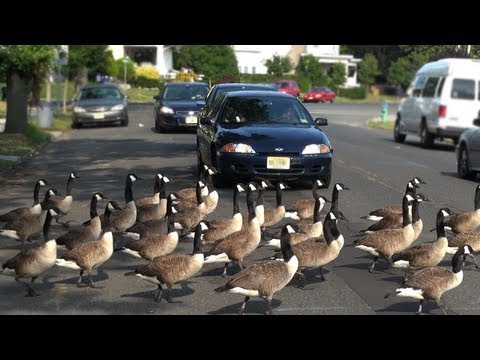 CRAZY CANADA GEESE