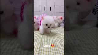 Download lagu Anjing putih lucu ❤️ mp3