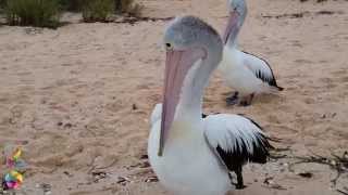 preview picture of video 'Monkey Mia - Playing with Pelicans #monkeymia'