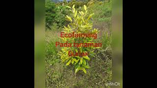 Download lagu Testimoni aplikasi pupuk Eco Farming pada tanaman Durian#Shorts mp3 Download lagu Testimoni aplikasi pupuk Eco Farming pada tanaman Durian#Shorts mp3