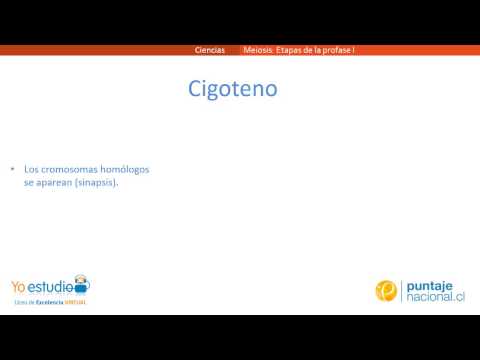 Etapas de la Profase I