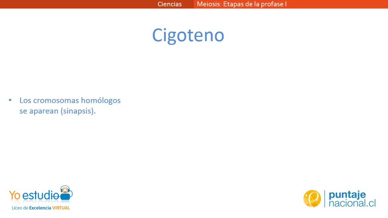 Etapas de la Profase I