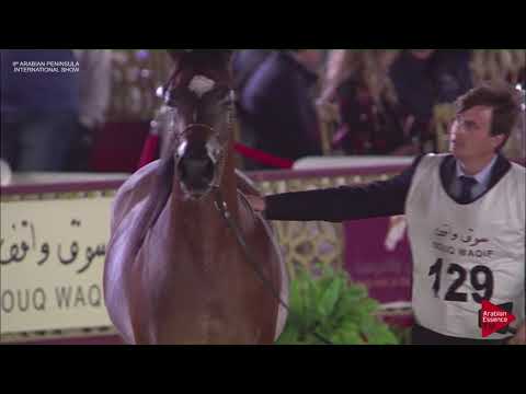 N.129 MAGIDAAS PREVUE RCA - 2019 Qatar Int. Peninsula show - Mares 7 to 10 years old (Class 8)