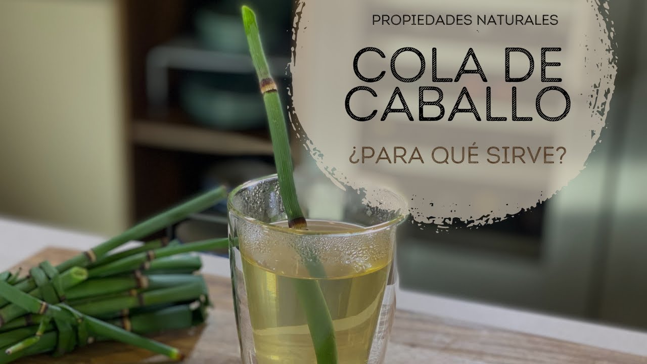 COLA DE CABALLO ¿para qué sirve - Propiedades medicinales Limpia plata natural