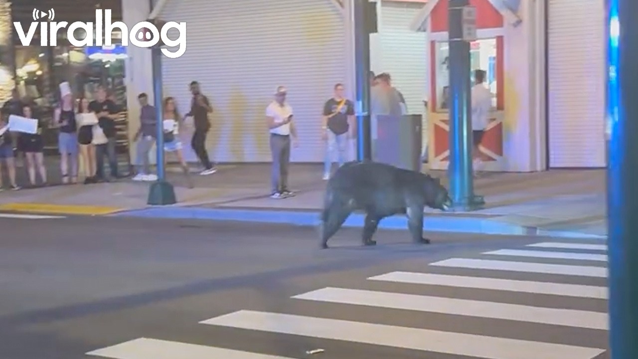 Bear Roams Gatlinburg Streets || ViralHog