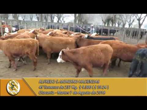 07-08-18 Venta de Machos - Alfredo S. Mondino Haciendas - Olavarria.
