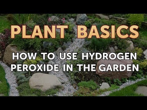 How to Dry an Overwatered Plant