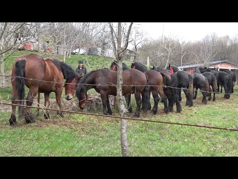 Herghelia Doda Bixad, Satu Mare - 2023 Nou!!!