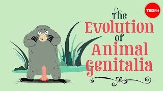 Download lagu The evolution of animal genitalia Menno Schilthuiz... mp3