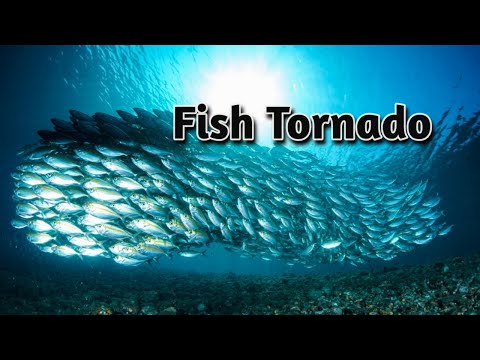 Amazing school of fish.