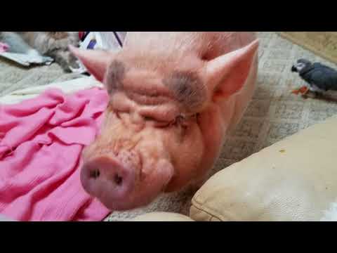 Total Chaos At The Sharyn Zoo With Sammy The Mini Pig