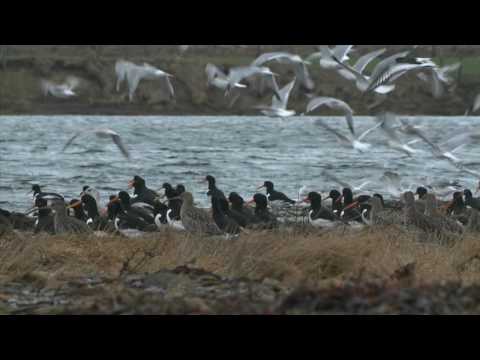 Discover wild Orkney: Winter