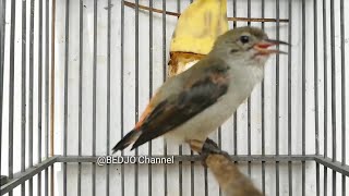 Download lagu Suara Kemade Betina gacor Cerewet--Masteran & pancingan Burung Kemade mp3