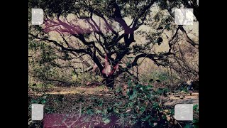 Cameron Leahy - Critic (Official Video)