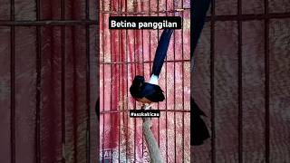 Download lagu suara burung murai gacor betina mp3