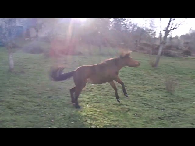 Pouliche QUarter Horse PP 2024