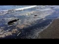 The Deans List: Another Santa Barbara Oil Spill ...