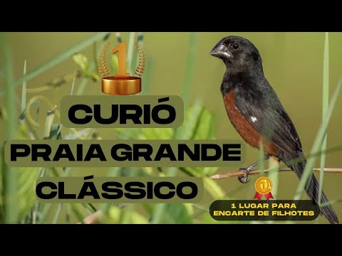 Esse Curió Vale Ouro Praia Grande Clássico!
