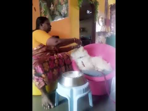 Mom feeding my dog Mishka😘😍 with hands everyday twice.