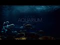 Underwater Ocean Sounds Dark Aquarium Ambience Incredibly Immersive