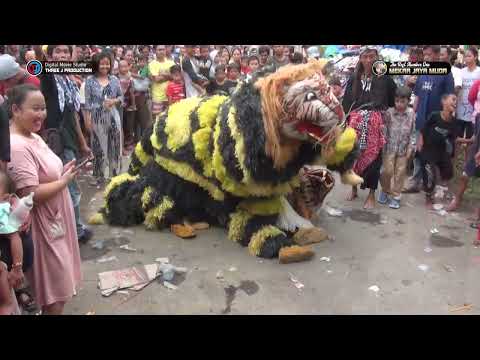 AKSI THE TIGERS Burok MJM LIVE AMBIT 17-JULI-2022