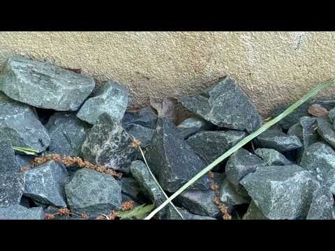 Ants March Across the Landscape to the...