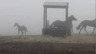 Prospect horses in the Fog