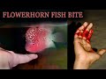 Flowerhorn fish Bite || Aggressive Fish ||  Red Dragon