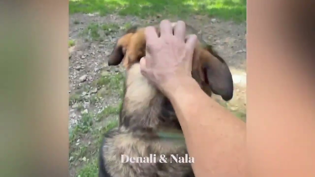 Nala & Denali, a ADOPTABLE mixed breed in Shippenville, PA video 6/6