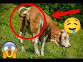 Cow Piss And Shit Compilation Big Shits Little Shits Diarhhea