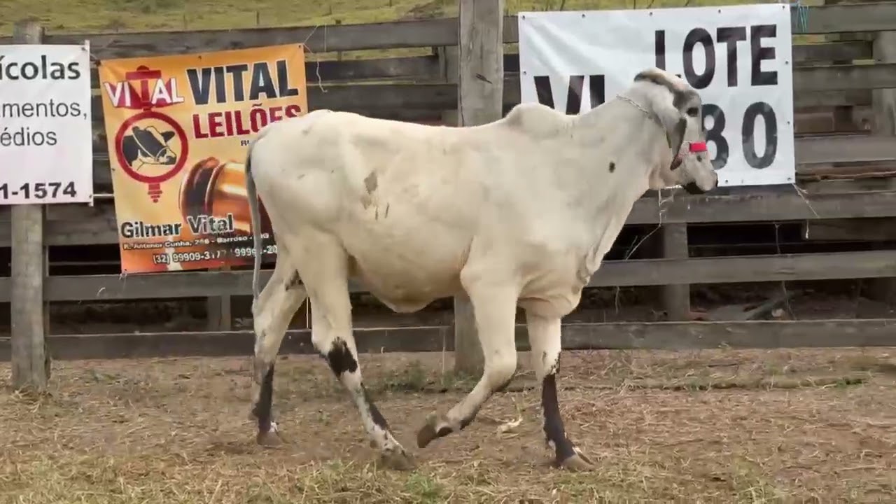 LOTE 80