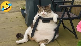 Hilarious Animal Moments That Will Make You Cry Laughing 😂 | Funny Pets Compilation