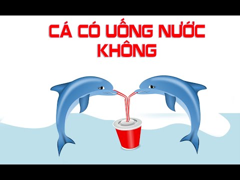 Cá nước ngọt - nước mặn có uống nước không ? Nếu có thì uống như thế nào ? Mr thông não