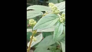 Download lagu suara pikat semua jenis burung besar sudah teruji mp3