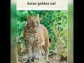 SPESIES KUCING HUTAN DI INDONESIA GUYS