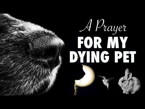 A Prayer For My Dying Pet