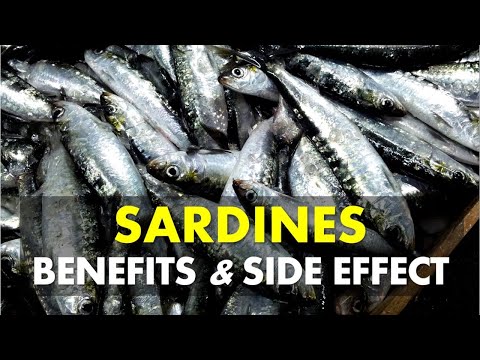 Sardines Benefits and Side Effects | Are Sardines Good For You