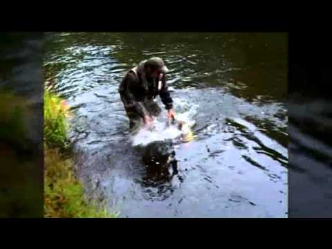 Fliegenfischen auf Lachse an der Mörrum