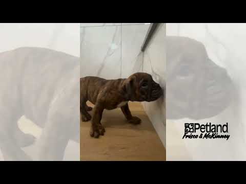 Bulldog Mini - 40284 video preview