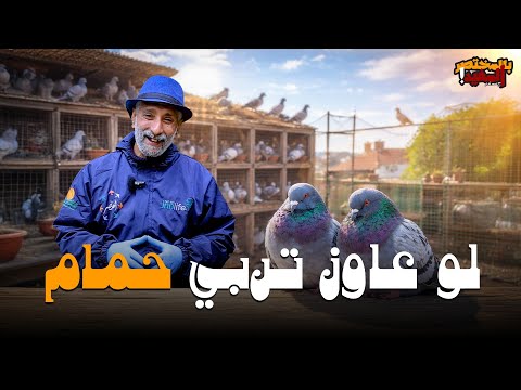 كيف تبدأ في تربية الحمام وما أهم المعاملات