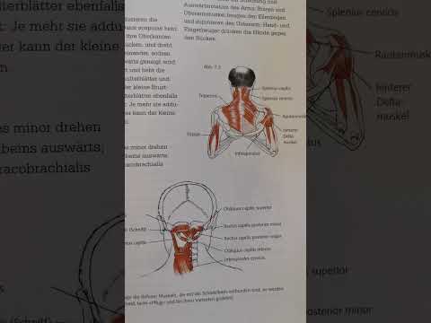 Tantra/Yoga im Baukastensystem. Halber Schulterstand. Ardha Sharvangasana. Bewegungsapparat.